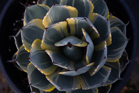 Agave parryi var. truncata variegata (Variegated Artichoke Agave) — V&P ...