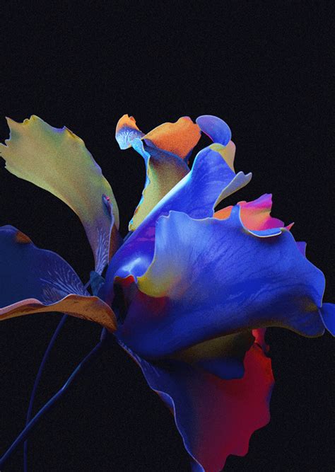 Midnight flowers on Behance