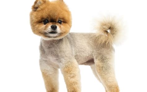 Toy Poodle Teddy Bear Cut | Wow Blog