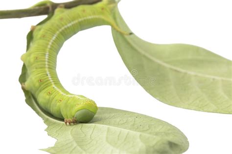 Caterpillars Eat Leaves Isolated on White Background Stock Photo - Image of creepy, tree: 96926358