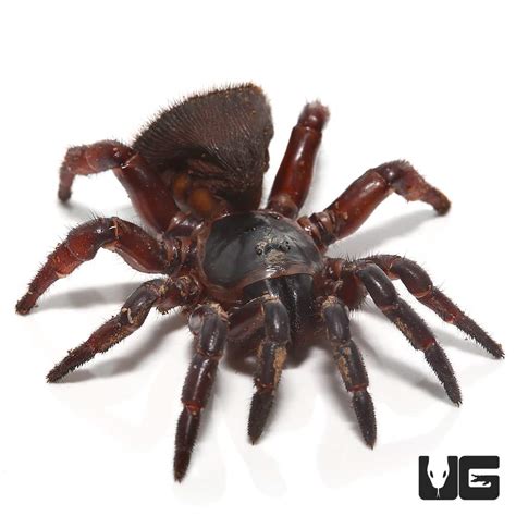 Thai Hourglass Trapdoor Spider (Cyclocosmia lannaensis) For Sale ...