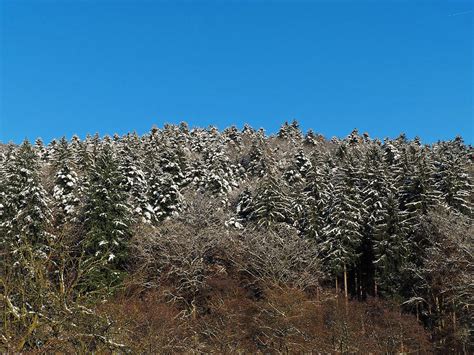 Snowy Spruce Trees Photograph by Jussi Laasonen