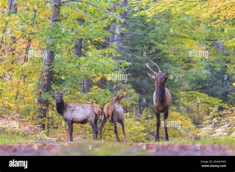 Elk in Clam Lake, Wisconsin Stock Photo - Alamy