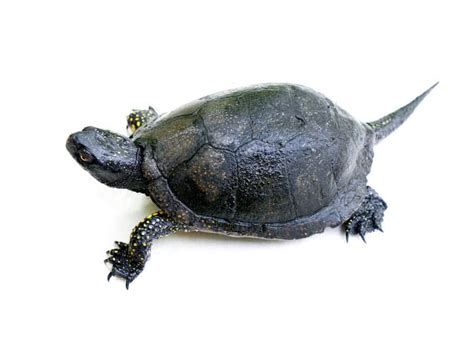 European Pond Turtle (Emys orbicularis) - ReptileTalk NET