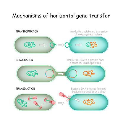 Mechanisms Of Horizontal Gene Transfer Stock Illustration - Download ...