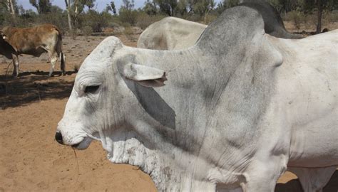 What Is the Hump in Brahman Cattle? | Synonym