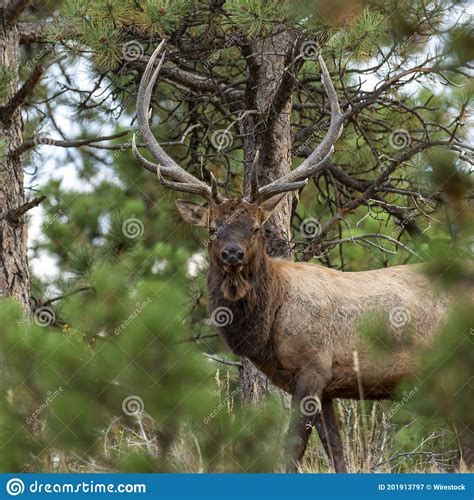 Beautiful Wapiti in Its Natural Habitat on a Sunny Day Stock Image - Image of daylight, grass ...