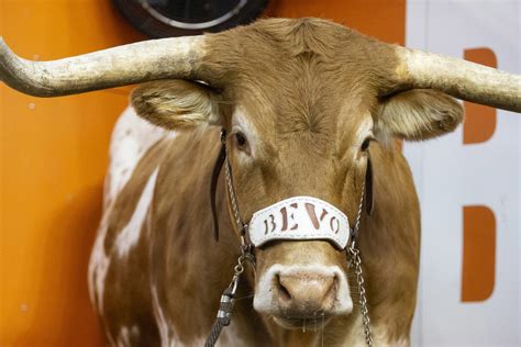 #ItMightMeanTooMuch: Bevo's Texas A&M poop bucket, and the ultimate tailgating statement piece