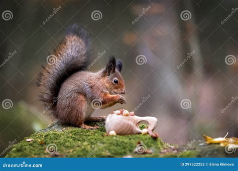 A Squirrel in the Forest is Gnawing Nuts. Fairy Postcard. Close-up ...