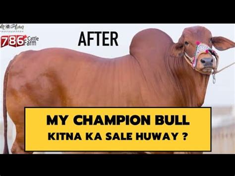 my champion sahiwal bull STORY - cattle farming - cattle farming in ...