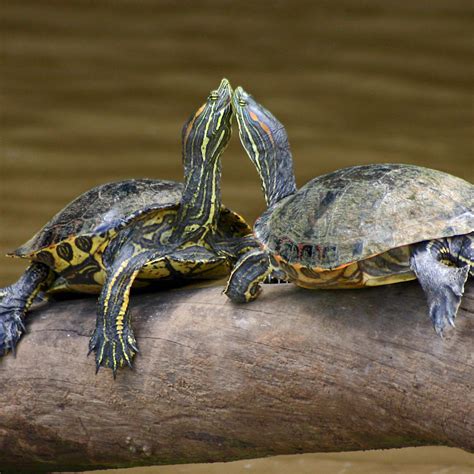 Types Of Pet Turtles