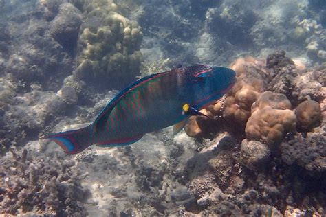 Snorkeling in Green Island | Snorkeling the Great Barrier Reef, Australia