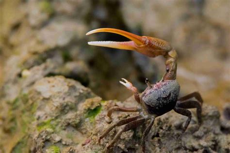 Fiddler Crab Tank Mates – The 8 Other Species Your Tank Needs Today