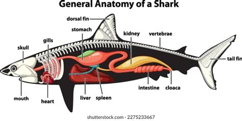 General Anatomy Shark Diagram Illustration Stock Vector (Royalty Free ...