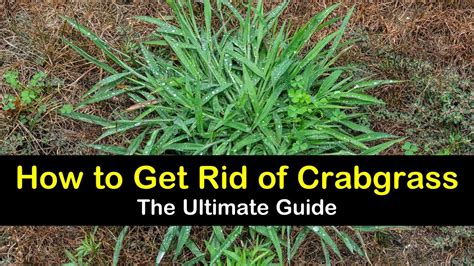 13 Clever Ways to Get Rid of Crabgrass