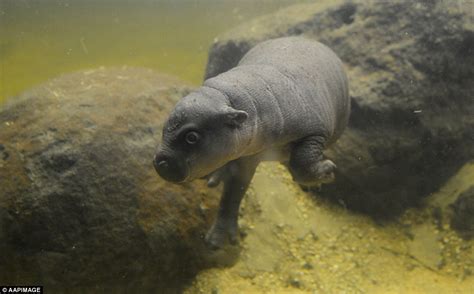 Pygmy hippo calf makes a splash at Melbourne Zoo during first public ...