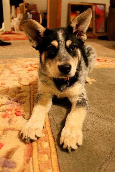 Blue Heeler Husky Mix Puppies For Sale | PETSIDI