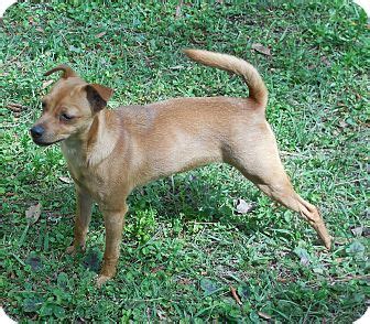 Yuri | Adopted Puppy | Ormond Beach, FL | Miniature Pinscher/Rat Terrier Mix