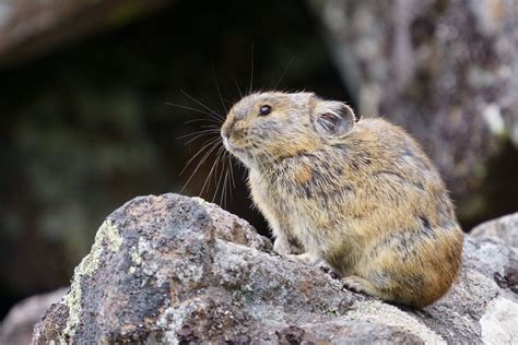 13 Wild Animals in Uzbekistan [Wildlife in Uzbekistan] - Kevmrc