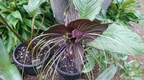 Black Bat Plant (Tacca chantrieri) - Plant Profile - Oxley Nursery, Brisbane