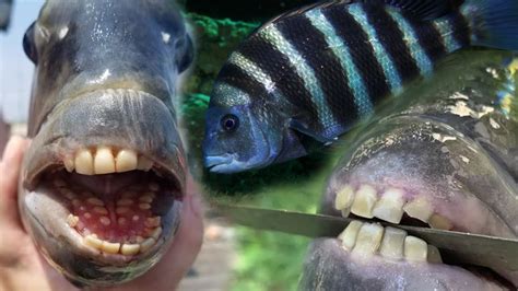 Jaw-Dropping Fish with Surprisingly Human Teeth! - YouTube