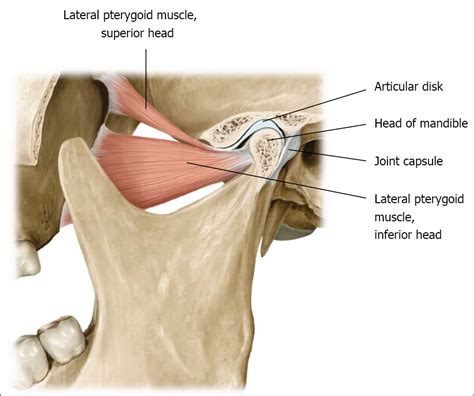 TMJ Dysfunction: TMJ Dysfunction -TMD and Temporomandibular Joint Anatomy