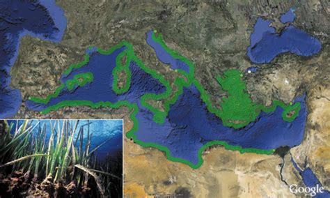 Posidonia, the lung of the Mediterranean — Medwet