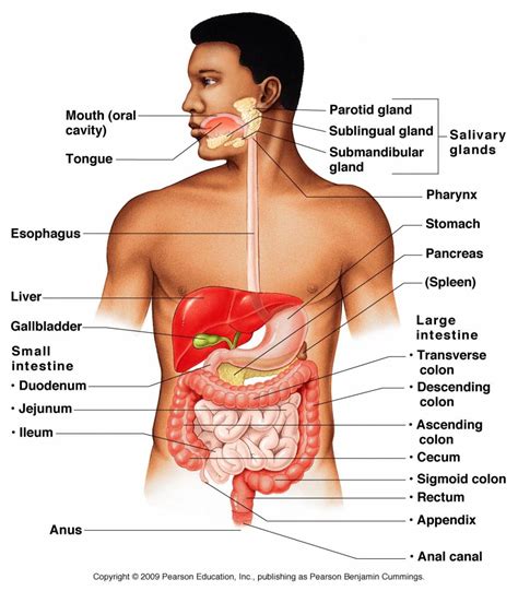 Organ systems of human body and their functions - 11