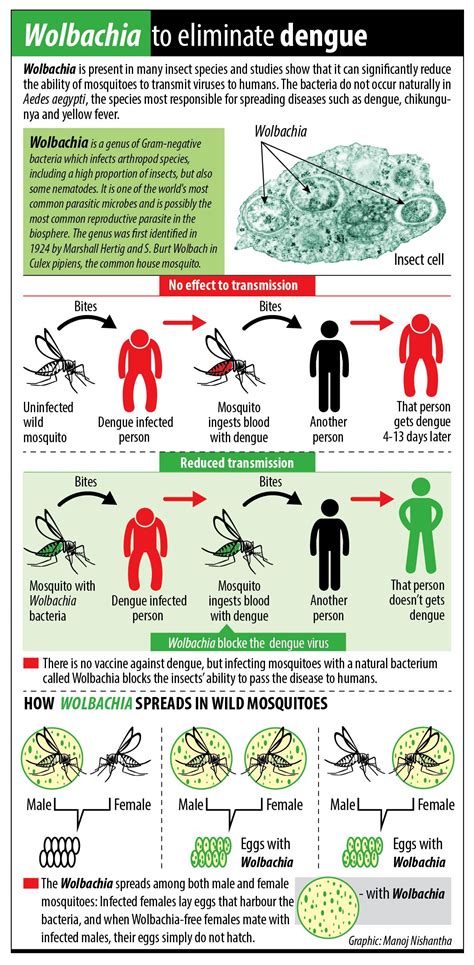 Wolbachia is present in many insect species and studies show that it can significantly reduce ...