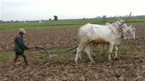 How to Plough Paddy by Using Oxen and Traditional Plough at Country ...