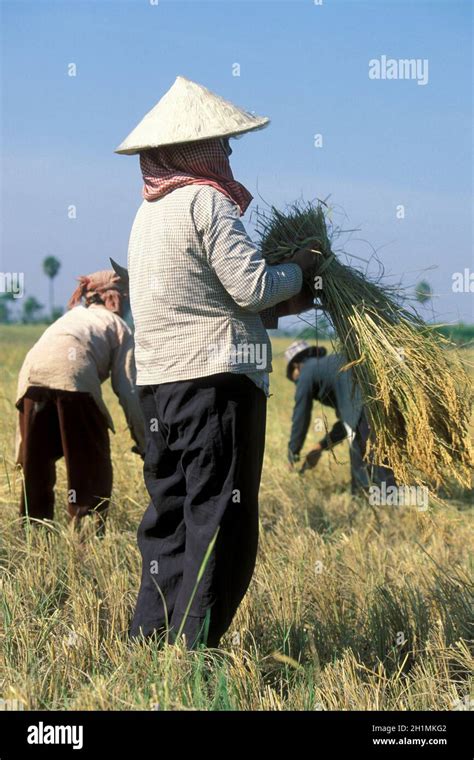 a Khmer Girl at a Rice field and rice Harvest near the city of Phnom Penh of Cambodia. Cambodia ...