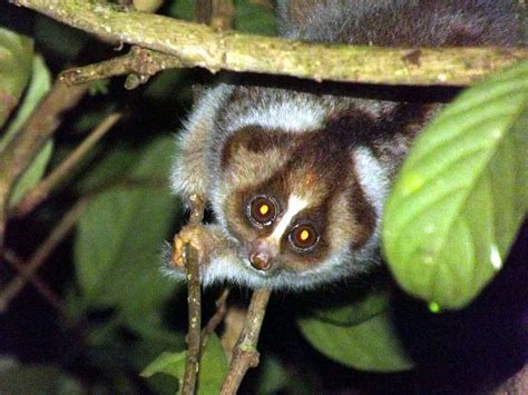 How Many Species Of Slow Lorises Live In The World Today? in 2020 | Slow loris, Animals, Cute ...