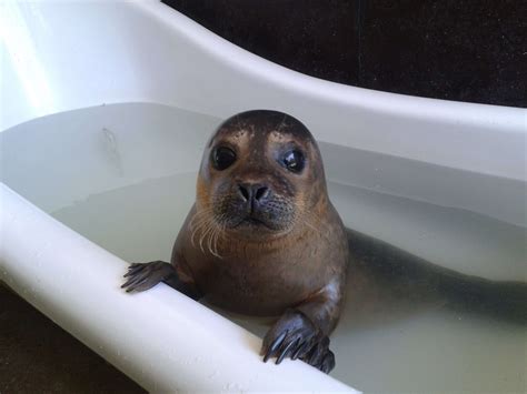 Rehab & Release - Seal Rescue Ireland