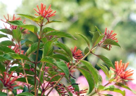 Firecracker plants bring sizzle and bursts of color to your garden ...