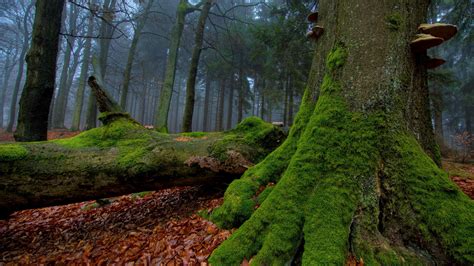 Green moss at the base of the tree wallpapers and images - wallpapers ...