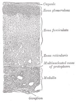 Zona glomerulosa - Location, Function and Pictures