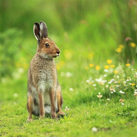 Irish hare animals native to Ireland | Ireland Before You Die