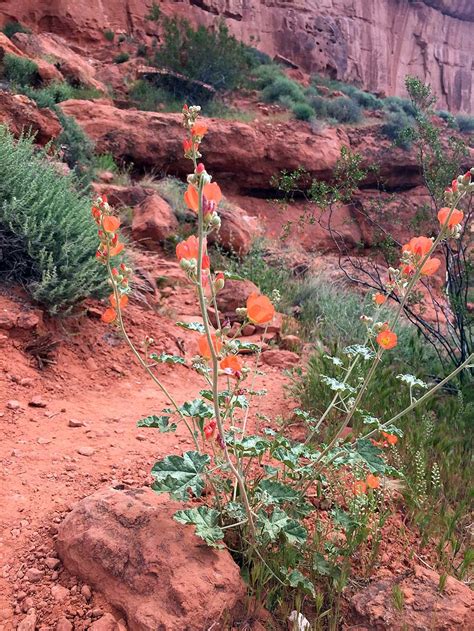 Snow Canyon Hiking Trails - RedRockAdventure.com