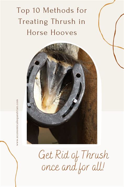 How to treat thrush in horse hooves | Horse care tips, Horses, Horse health