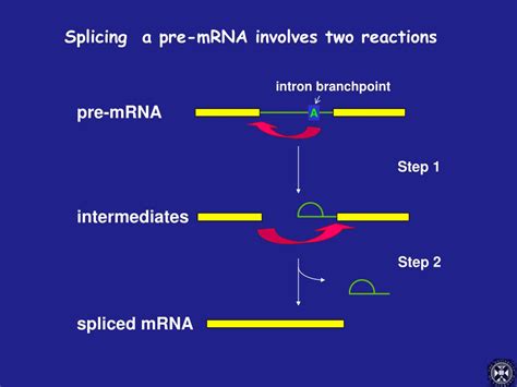 PPT - What is RNA splicing? PowerPoint Presentation, free download - ID:3207462