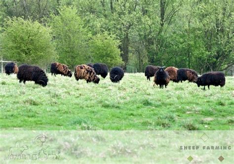 Hebridean Sheep: A very easy breed to raise and excellent for ...