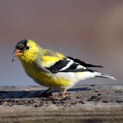 American Goldfinch: State Bird of New Jersey- New Jersey Bird Photos