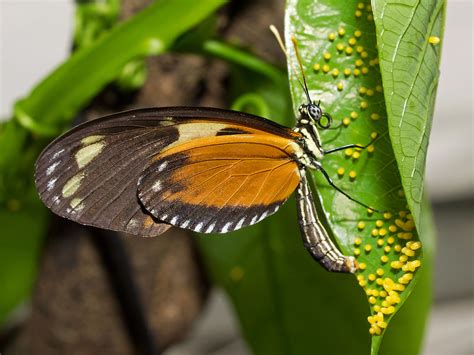 Butterfly Eggs