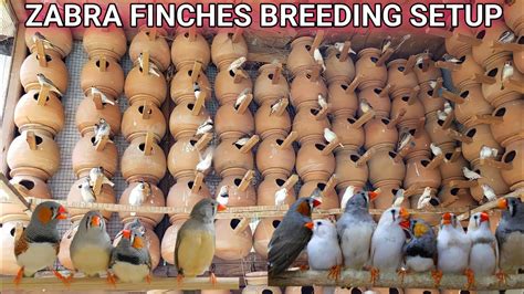 Zebras Finches 300 Breeding pairs Colony Setup || Zebra Finch Setup ...