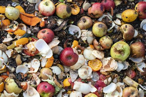 How Does Food Waste Really Impact the Environment?