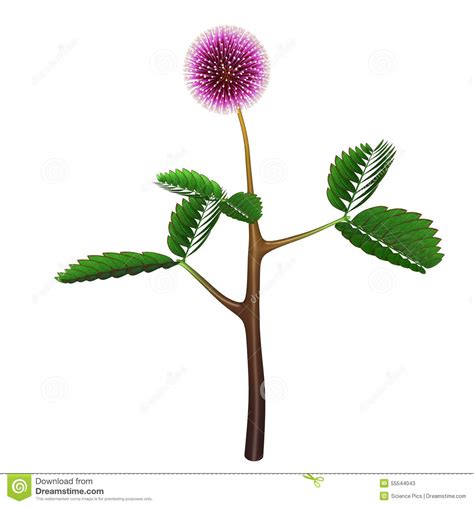 Mimosa pudica flower leaves clipart 20 free Cliparts | Download images ...