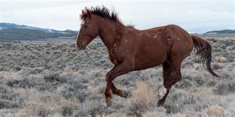 Where are there wild horses in Colorado?