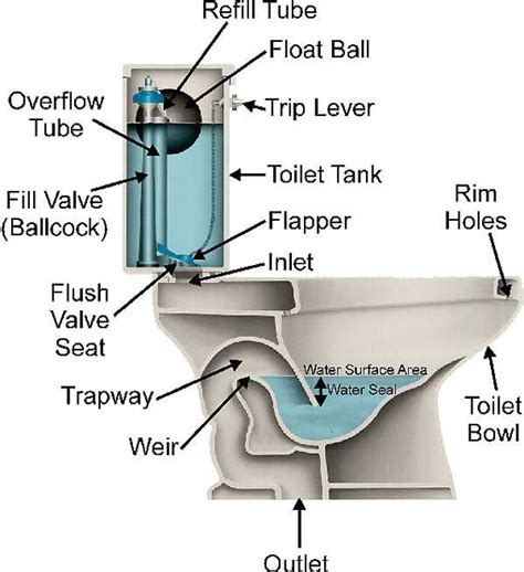 If You Have A Water Trap On A Toilet, How Exactly Does, 49% OFF