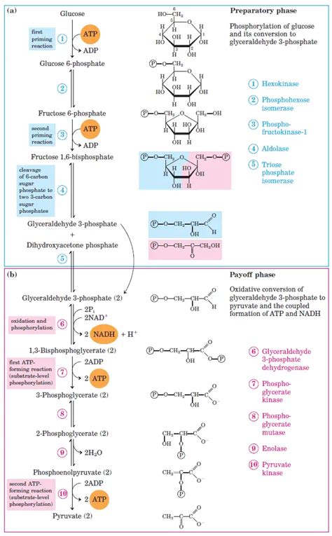 Glycolysis : All Steps with Diagram, Enzymes, Products, Energy Yield and Significance ...