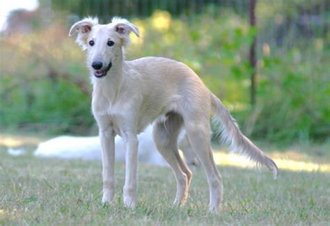 Silken Windhound Info, Temperament, Puppies, Pictures